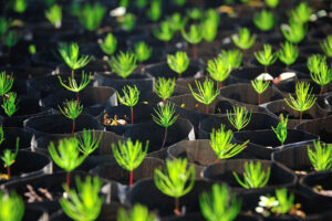 Tree-Planting Projects