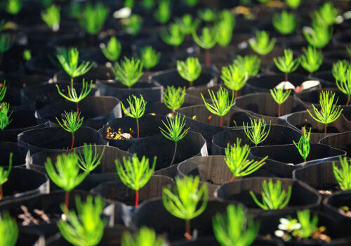 Tree-Planting Projects